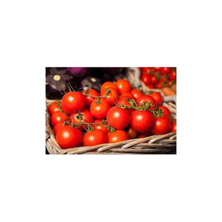 TOMATE GRAPPE GUSTATIVE